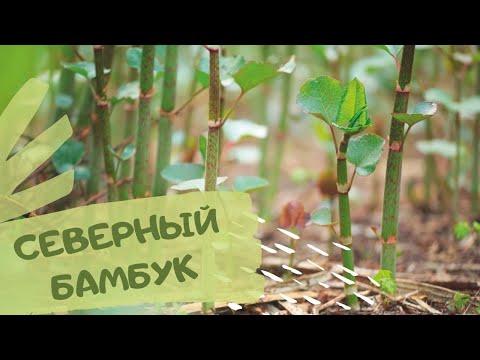 Видео: Горец сахалинский:  агрессор или декоративное растение?