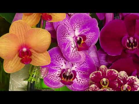 Видео: СЕКРЕТ МАССОВОГО ЦВЕТЕНИЯ ОРХИДЕЙ-лампа от Марс Гидро!!!!!
