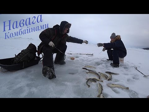 Видео: Ловля Наваги Комбайнами! Рыбалка на о.Сахалин