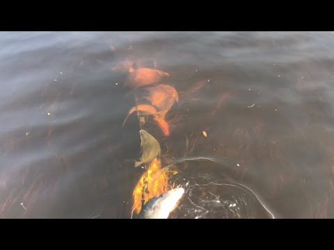 Видео: СТАЯ ЛЯЩЕЙ МНЕ В СЕТЬ!МОЖНО И ПОЕСТЬ!