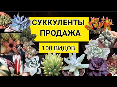 Видео: Суккуленты.  Продажа. 100 видов.