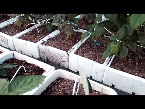 Видео: Батькив сад  Малина из крапивки и земляника НСД Фурор