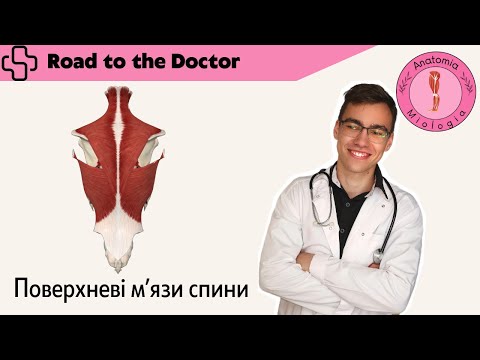 Видео: Поверхневі мʼязи спини