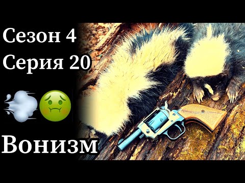 Видео: В капканы попались скунсы!