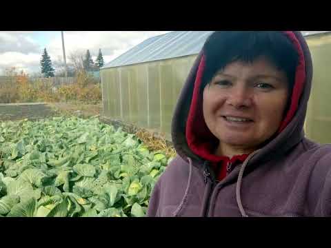 Видео: КАПУСТА. Уборка 2022. Зачем нам так много?