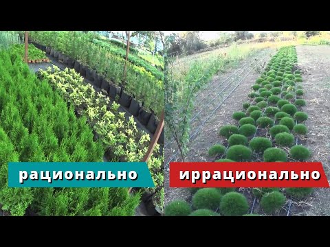 Видео: Иррациональность и Рациональность...