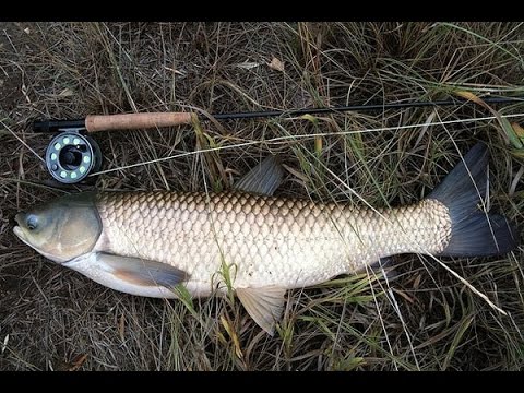 Видео: Іле өзенінің атырауы балық аулау
