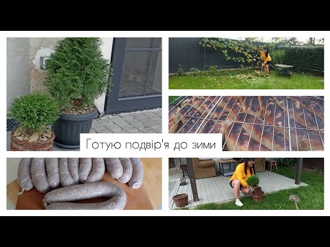 Видео: Пересадка туї 🌲/домашні ковбаски/готуюсь до зими