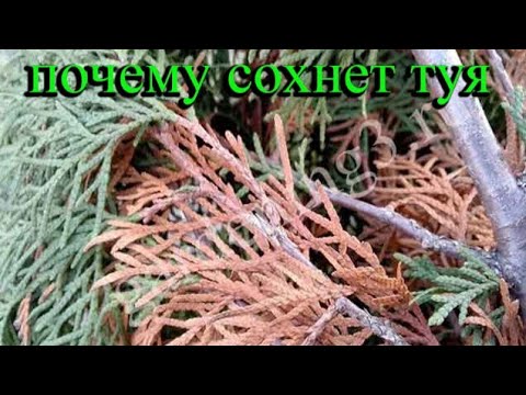 Видео: 🌲Почему желтеет и сохнет туя