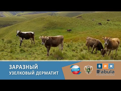 Видео: Заразный узелковый дерматит
