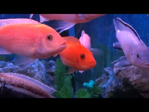 Видео: Африканские цихлиды в 140л аквариуме спустя год