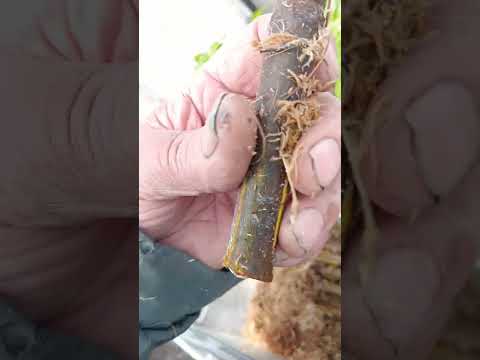 Видео: Препарати по укоренению черенков. Мой опыт!!!