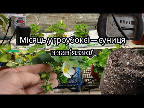 Видео: Гроубокс через місяць: зав’язі, другі квітконоси і перші результати експерименту Bodan Agro