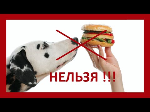 Видео: Что нельзя давать щенку !!! (перезалив)