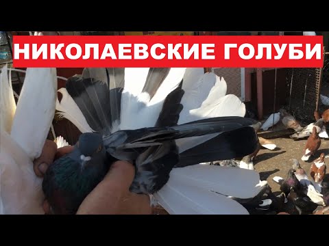 Видео: Николаевские голуби. Заехали в гости к Комаренко Сергею Александровичу.
