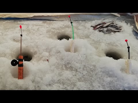 Видео: КОРЮШКА. Зимняя рыбалка. Дамба. Южный берег Финского залива.