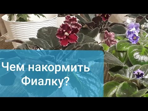 Видео: Чем накормить фиалку! Состав, виды, формы и способы внесения удобрений!