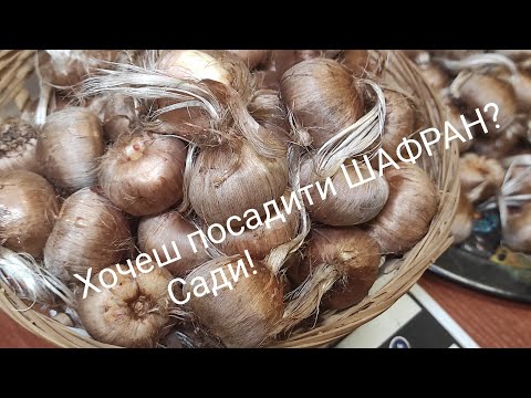 Видео: Хочеш посадити ШАФРАН? Сади!