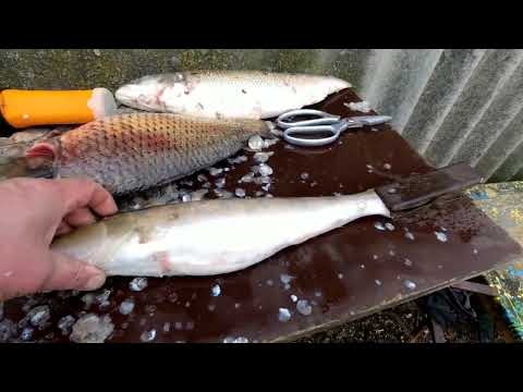 Видео: АККУМУЛЯТОРНАЯ РЫБОЧИСТКА.