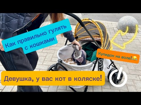 Видео: Прогулка с котом, обзор коляски для животных! Купидон счастлив)