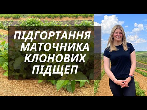 Видео: Вирощування підщеп. Перше підгортання маточника клонових підщеп.
