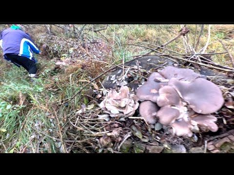 Видео: Хапаємо гливу, хапаємо фламуліну.  Цікавляться, що ми там робимо, - не признаємось!😃