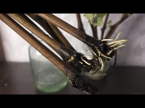 Видео: Супер средство для укоренения черенков винограда! Доступно, проверено - реально эффективно!