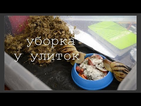 Видео: УБОРКА У УЛИТОК