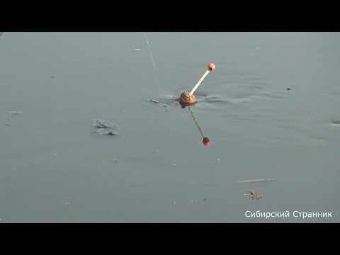 Видео: Сибирские  реки и ручьи полные рыбы.