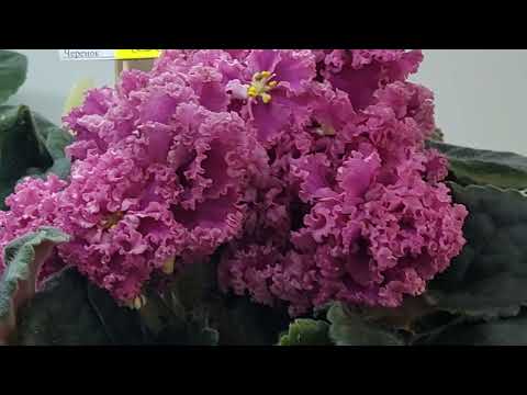 Видео: 20.08.2024/ВЫСТАВКА ФИАЛОК(Р) в Доме фиалок#фиалки#выставка#дрмфиалки#