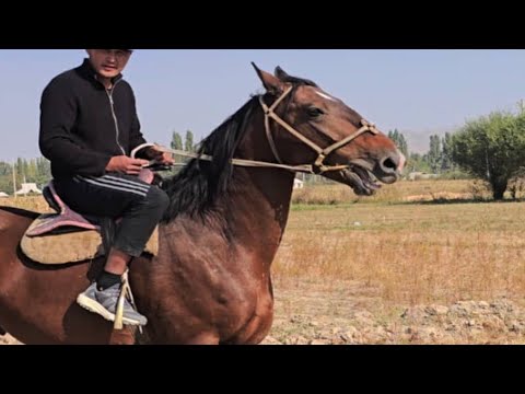 Видео: Дракон улагына 600 Атка Жооп✊️