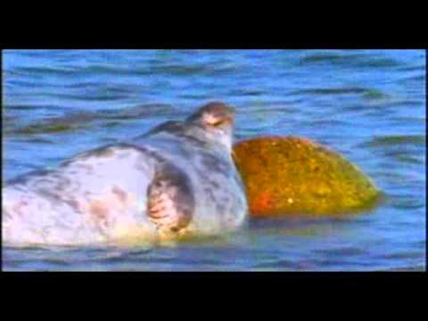 Видео: Д/ф Дикая природа Балтики. Wild Baltic.