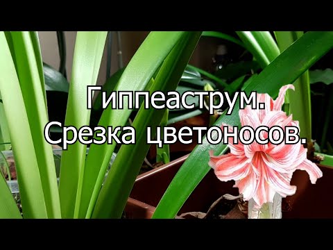 Видео: Гиппеаструм. Срезка цветоносов.