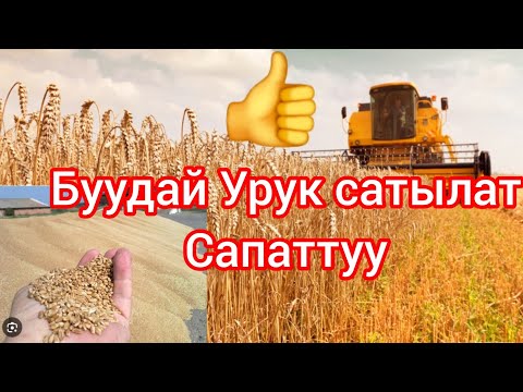 Видео: Буудай урук сатылат тел:0554160086