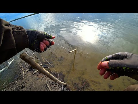 Видео: СУПЕР КЛЁВ ! ПАЛКУ ВЫРЫВАЕТ С РУК! РЫБАЛКА на РЕЗИНКИ 2024