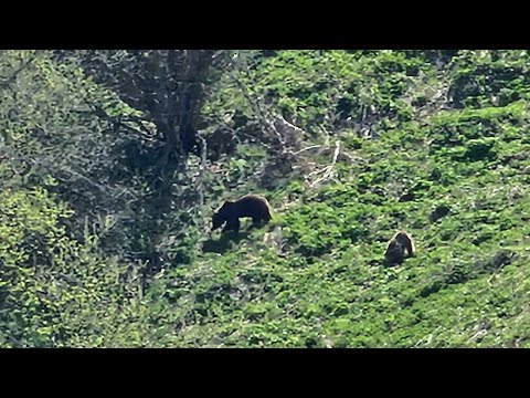 Видео: Ч1ишки-Никарой-Галанчож-Пешхой.