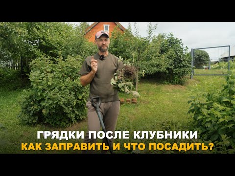 Видео: КАК ПРАВИЛЬНО ПОДГОТОВИТЬ ГРЯДКИ ПОСЛЕ КЛУБНИКИ. Уборка, заправка и что посеять?