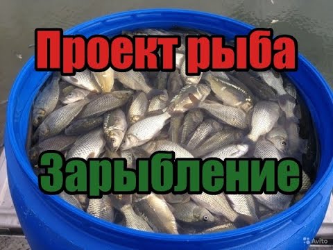 Видео: Разведение карпа в дачном пруду! Зарыбил 3500 голов карпа, амура, толстолобика, вьюн. Мои ошибки!