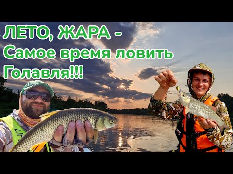 Видео: ЛЕТО, ЖАРА - самое время ловить голавля / Рыбалка на Дону / Ловля голавля на воблер / Фишмир /