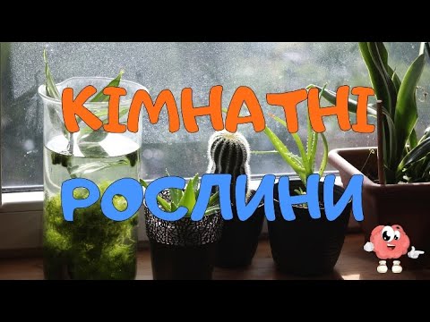 Видео: Кімнатні рослини для дітей. Кімнатні рослини в ДНЗ.