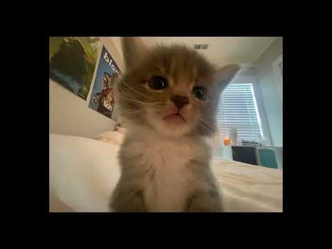 Видео: Кишлак - Музыка (DnB+Hardstyle Remix)