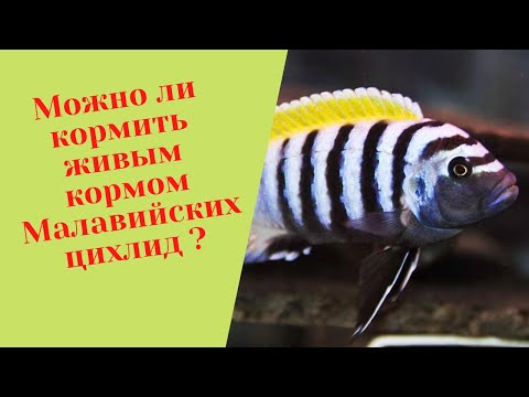 Видео: Можно ли кормить живым кормом Малавийских цихлид ?