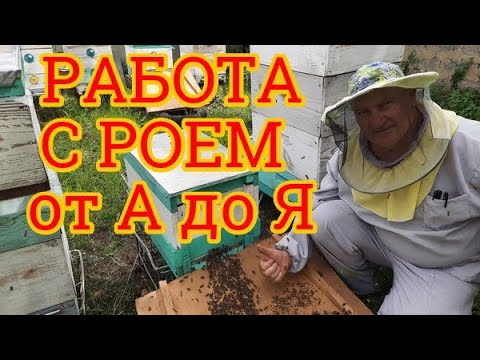 Видео: Работа с Роем от А до Я. Развитие роя до зимовки и сборка в зиму. Мой опыт работы с роями 🐝👀🙋‍♂️