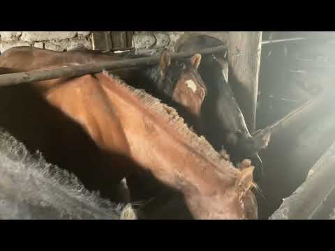 Видео: Откорм лошадей. Мясо конины экологический чистое.