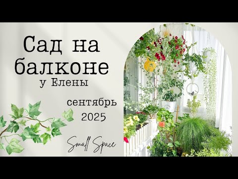 Видео: Сад на маленьком балконе круглый год. 