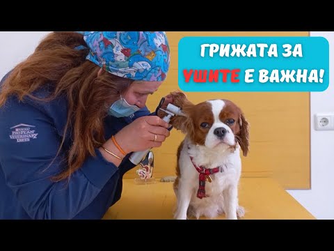 Видео: Ушни заболявания при кучета и котки: Симптоми, причини и как да помогнем