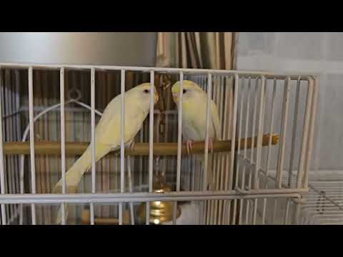 Видео: Волнистые попугаи кремовые и белые с рубиновыми  глазами Erie P,A