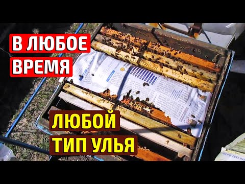 Видео: Самый простой способ объединение пчел  в любое время