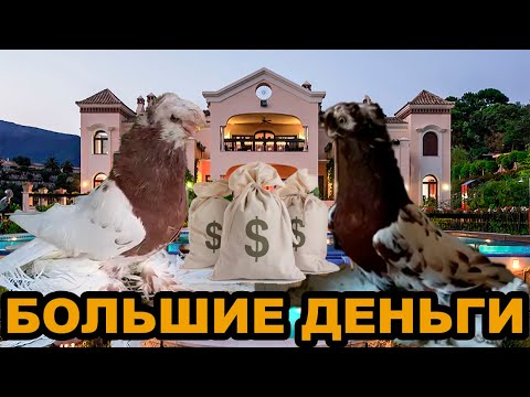 Видео: Надо держать таких голубей чтобы заработать деньги! Узбекские двухчубые голуби. Tauben. Pigeons