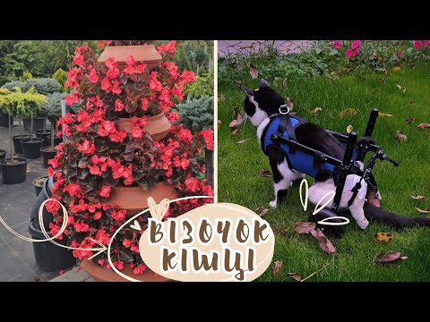 Видео: Нові рослини 🌷 Візочок для кішки